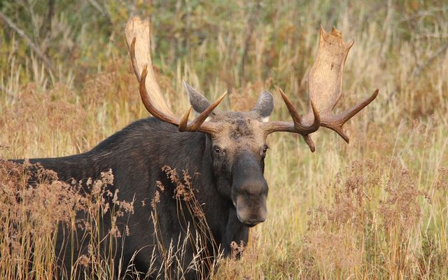 Life after loss: the importance of moose antlers