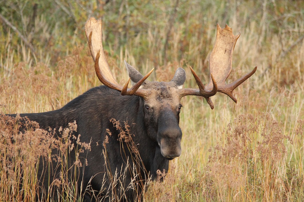Life after loss: the importance of moose antlers