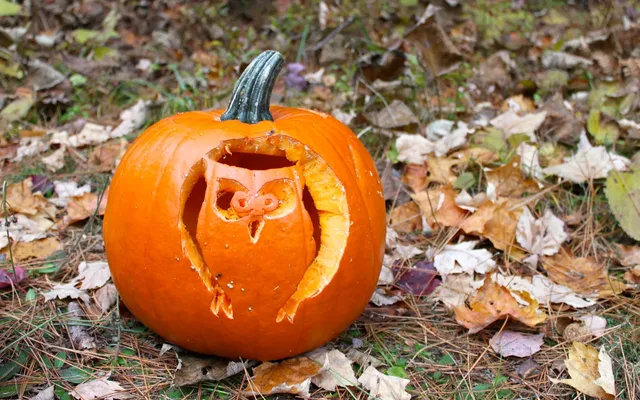 How to practice proper pumpkin etiquette in parks
