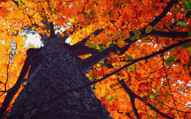 Falling in love with fall colours at Rondeau