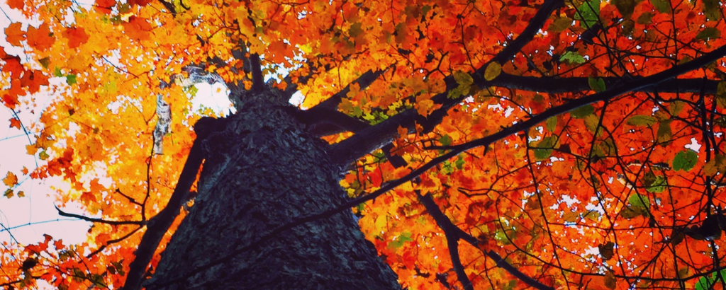 Falling in love with fall colours at Rondeau