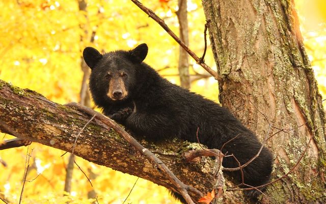 It’s September – what are Black Bears up to?