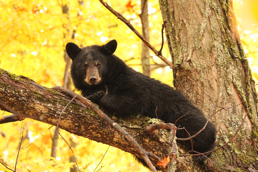 It’s September – what are Black Bears up to?