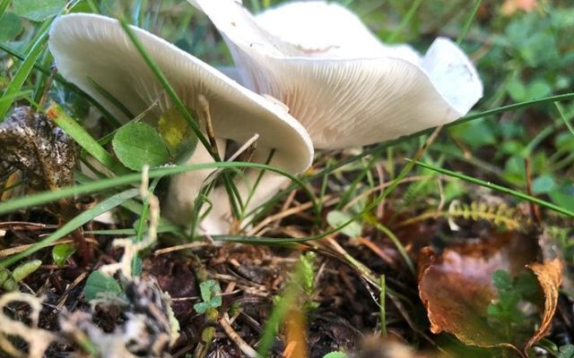 The secret life of fungi