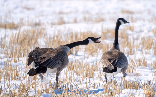The May forecast for Alberta is out and 'be prepared for everything'
