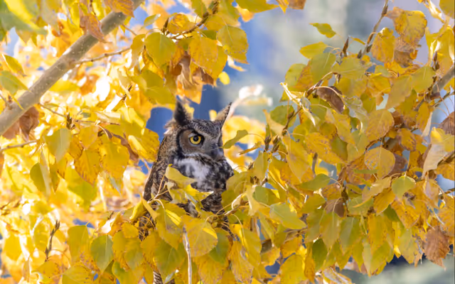 A huge Calgary park is a vibrant fall wonderland with over 160 hectares to explore