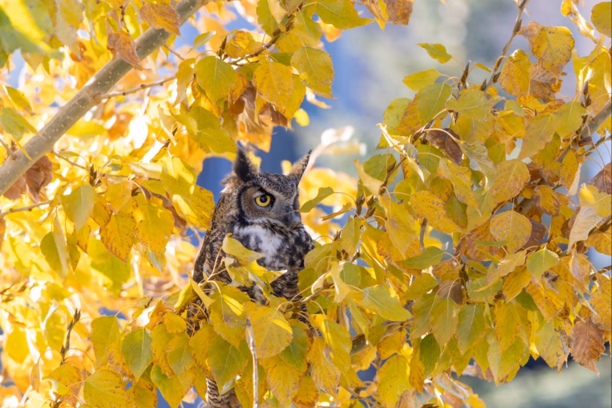 A huge Calgary park is a vibrant fall wonderland with over 160 hectares to explore