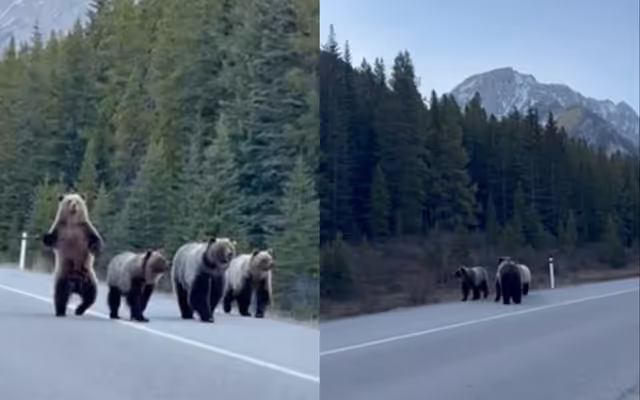 Four grizzly bears captured on video strolling along Kananaskis road