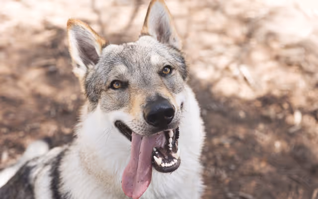 An incredible wolfdog sanctuary can be found near this Alberta town