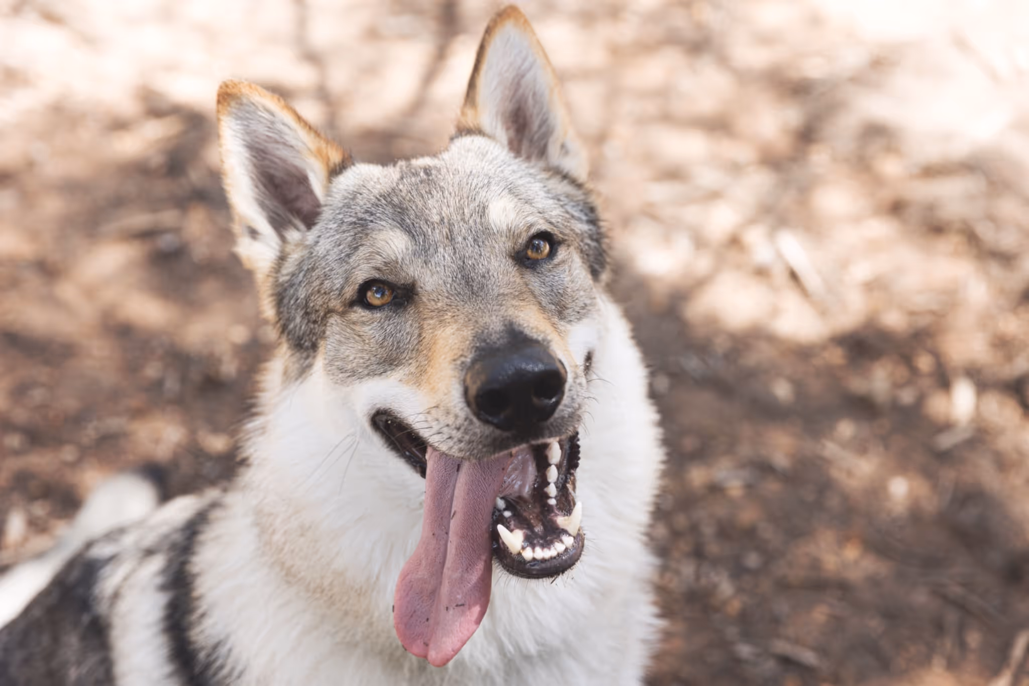 An incredible wolfdog sanctuary can be found near this Alberta town
