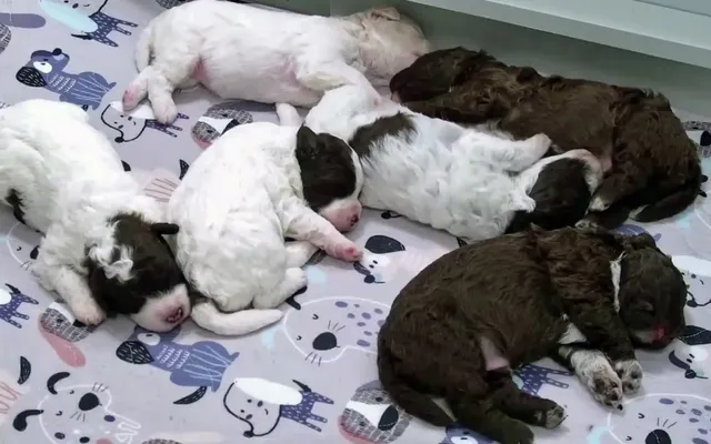 Canadians in need of a pick-me-up can livestream puppies all day — seriously