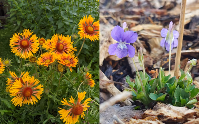 8 plant species native to Edmonton you can grow in your garden