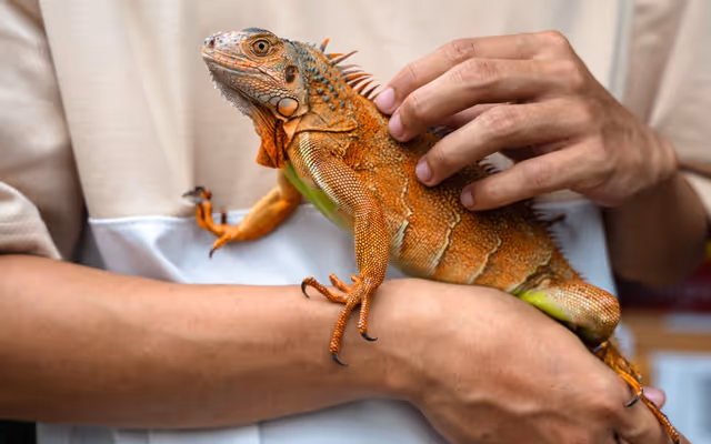 See tons of reptiles at this expo just outside of Edmonton