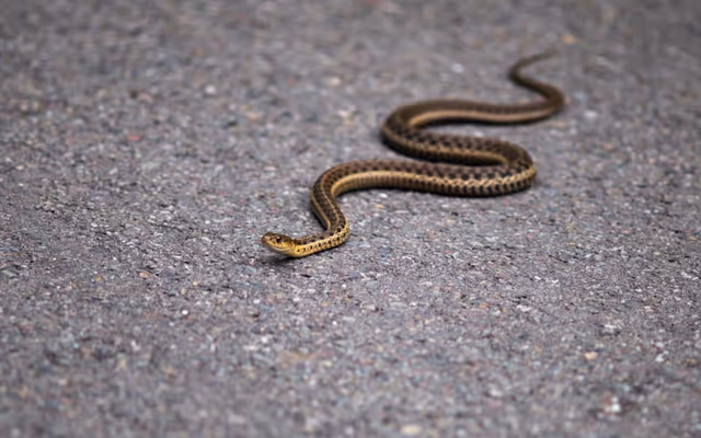 Motorists east of Edmonton are being told to look out for snakes