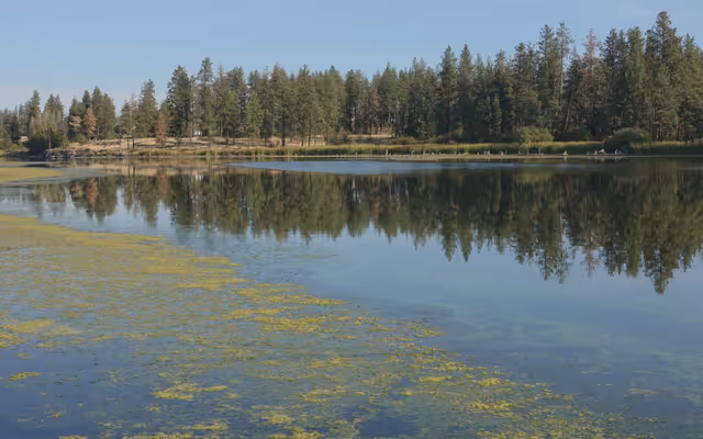 Many lakes near Edmonton are under a blue-green algae advisory