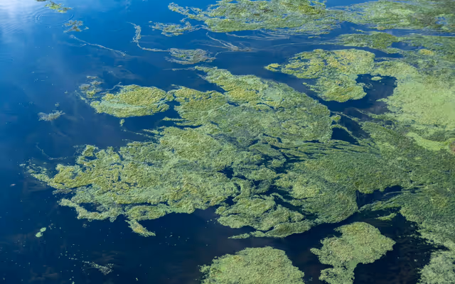 Many lakes near Edmonton are under a blue-green algae advisory