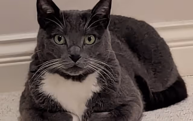 'Have you seen Tango?' BC Ferries asks for help to find a missing cat