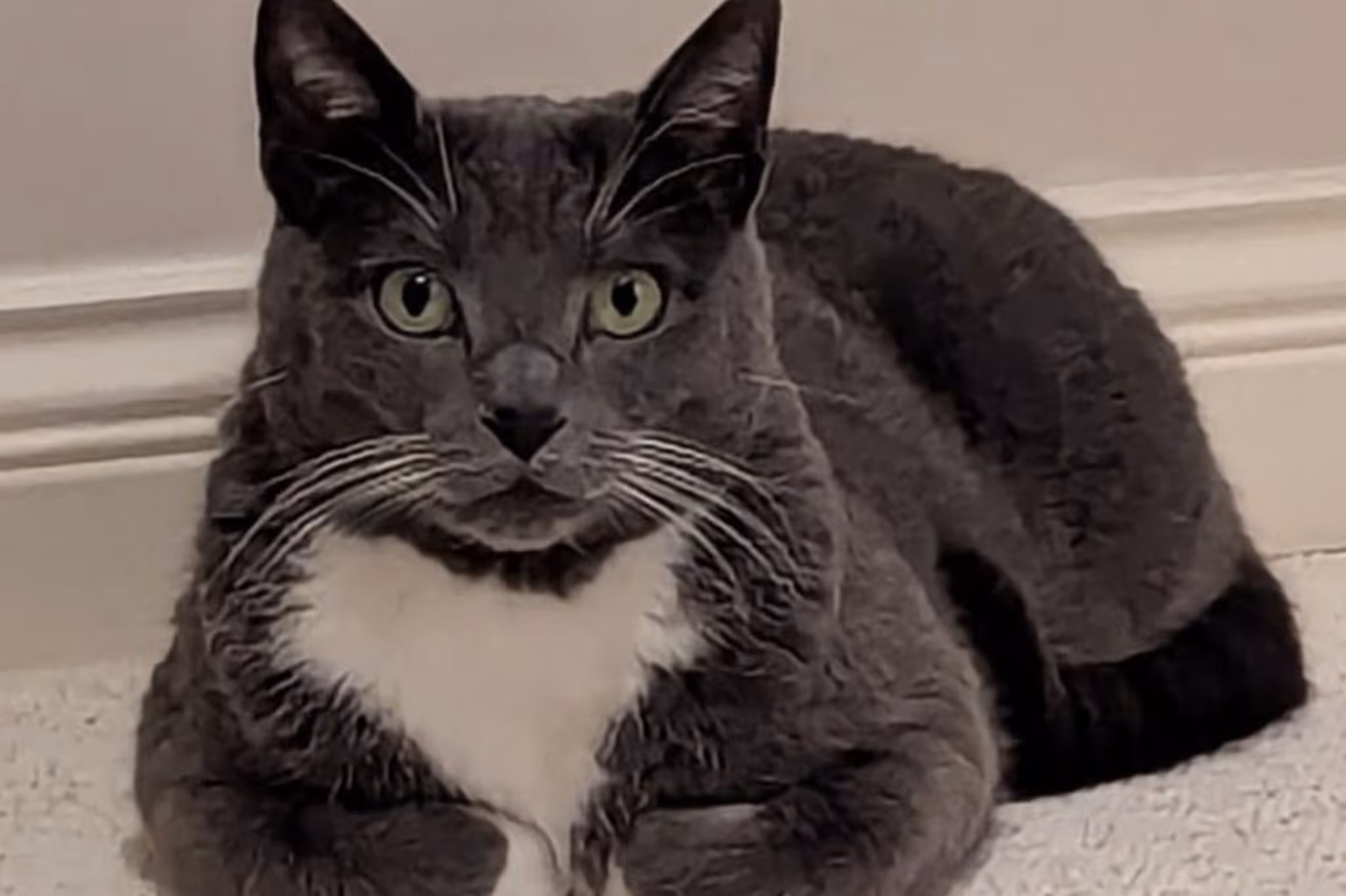 'Have you seen Tango?' BC Ferries asks for help to find a missing cat