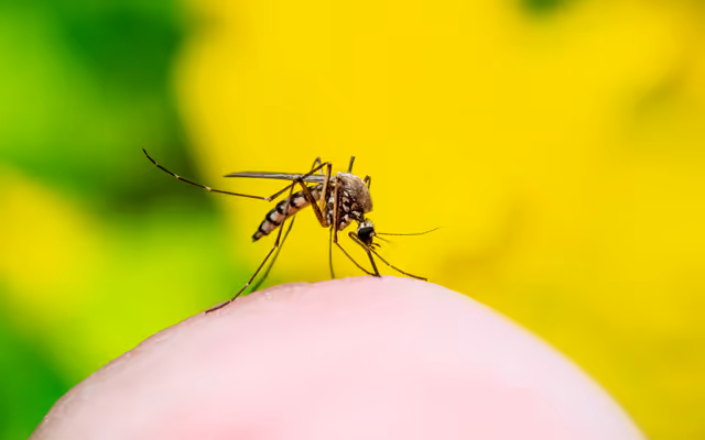 Why B.C. might see more mosquitoes in the years to come