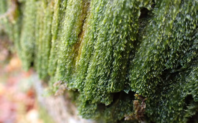 How a 'fascinating' moss got a B.C. municipality's river globally recognized