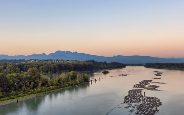 Some of B.C.'s salmon are swimming in a 'chemical soup' that includes cocaine