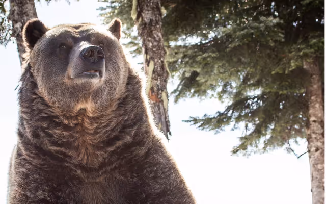 Beloved Grouse Mountain grizzly bear 'Grinder' has passed away
