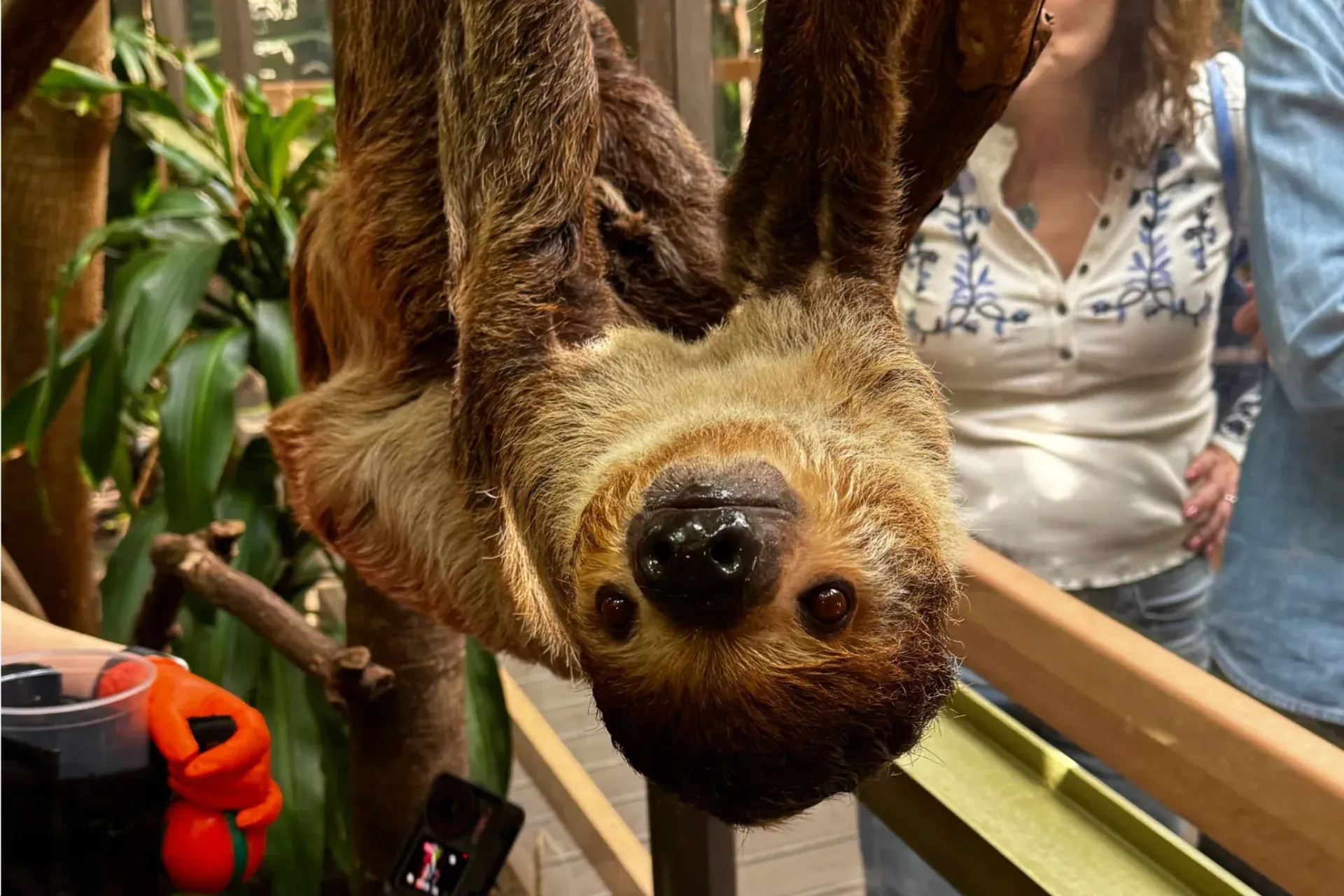 'Most-beloved' Vancouver Aquarium sloth Hurricane passes away