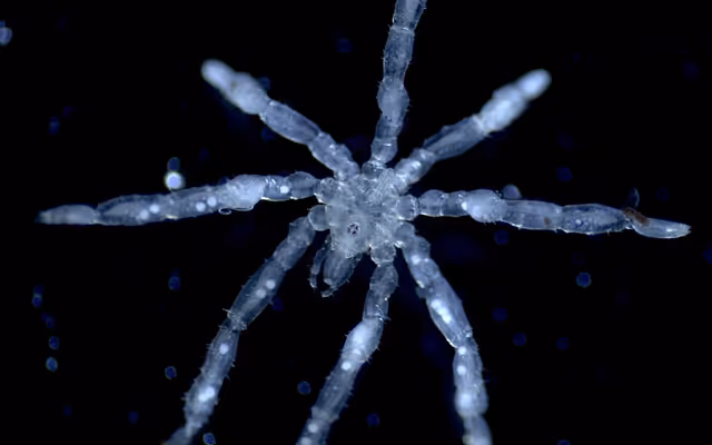 'Stuff of nightmares': New spiders discovered near Vancouver