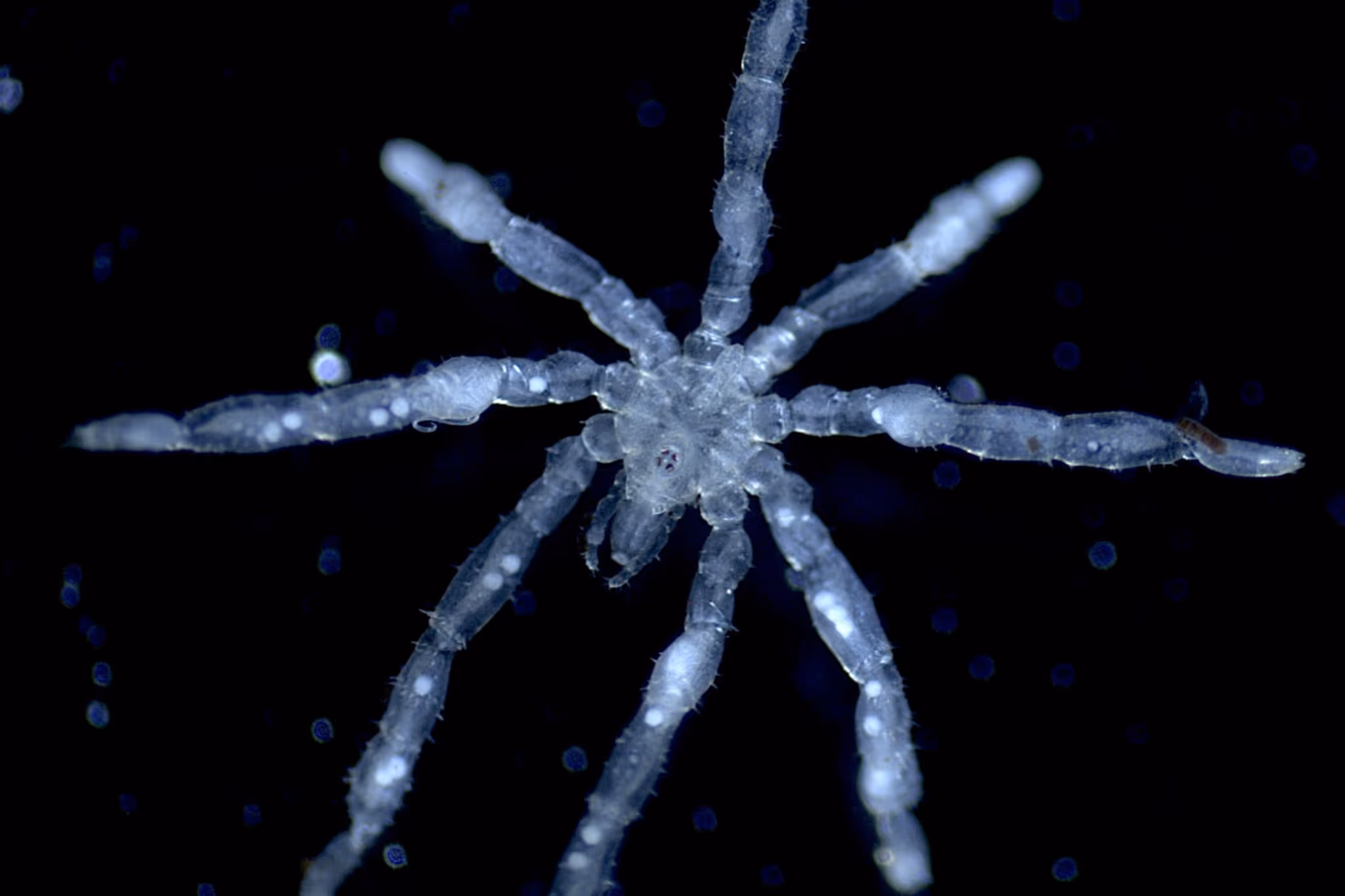 'Stuff of nightmares': New spiders discovered near Vancouver