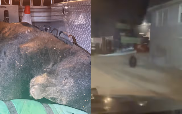 Vancouver police track down unusual furry suspect near Commercial Drive