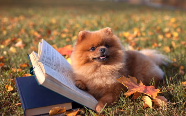 You can 'borrow' a dog from Vancouver Public Library next week