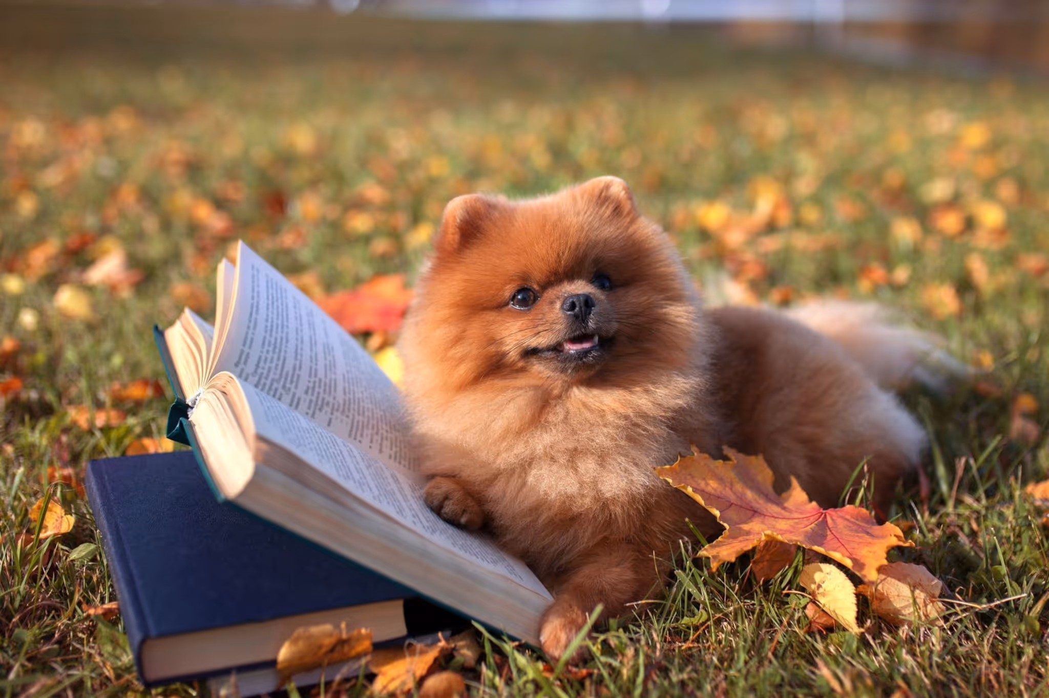 You can 'borrow' a dog from Vancouver Public Library next week