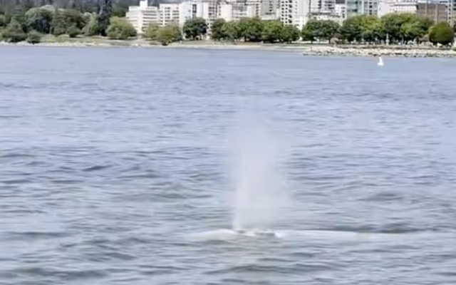 Another whale was spotted near a popular Vancouver park but it's not necessarily a good thing