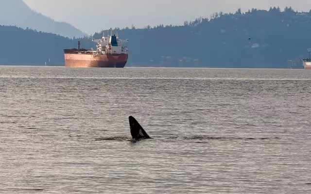 Spike in Vancouver whale sightings a sign of the 'new normal'