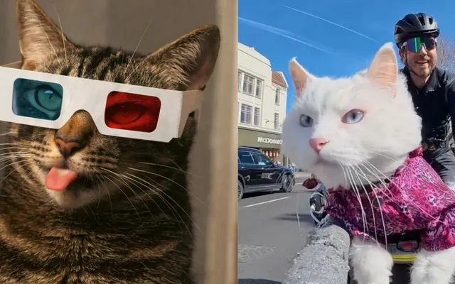 ‘All you have to do is watch cat videos’: Toronto festival helps rescue cats while entertaining feline fans