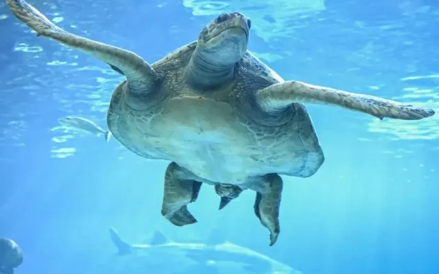 ‘It was very underwhelming’: Torontonians react to Ripley’s Aquarium ranked as the most disappointing tourist spot in…