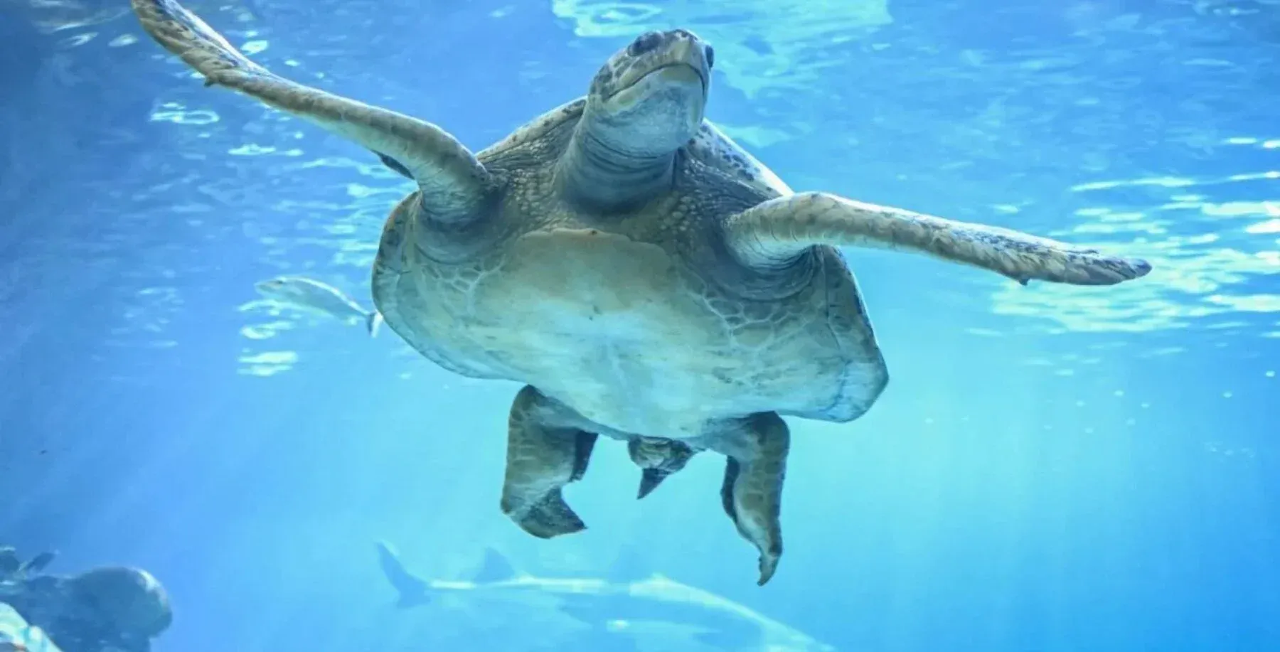 ‘It was very underwhelming’: Torontonians react to Ripley’s Aquarium ranked as the most disappointing tourist spot in…