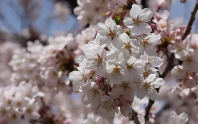 ‘Trees are living beings,’ Experts encourage cherry blossom etiquette as Toronto expects full bloom this weekend