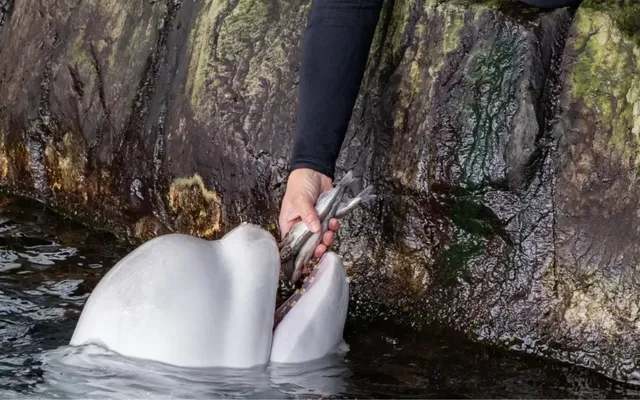 ‘That’s a serious failure’: Animal advocates weigh in after Marineland beluga whale dies after being moved to Chicago