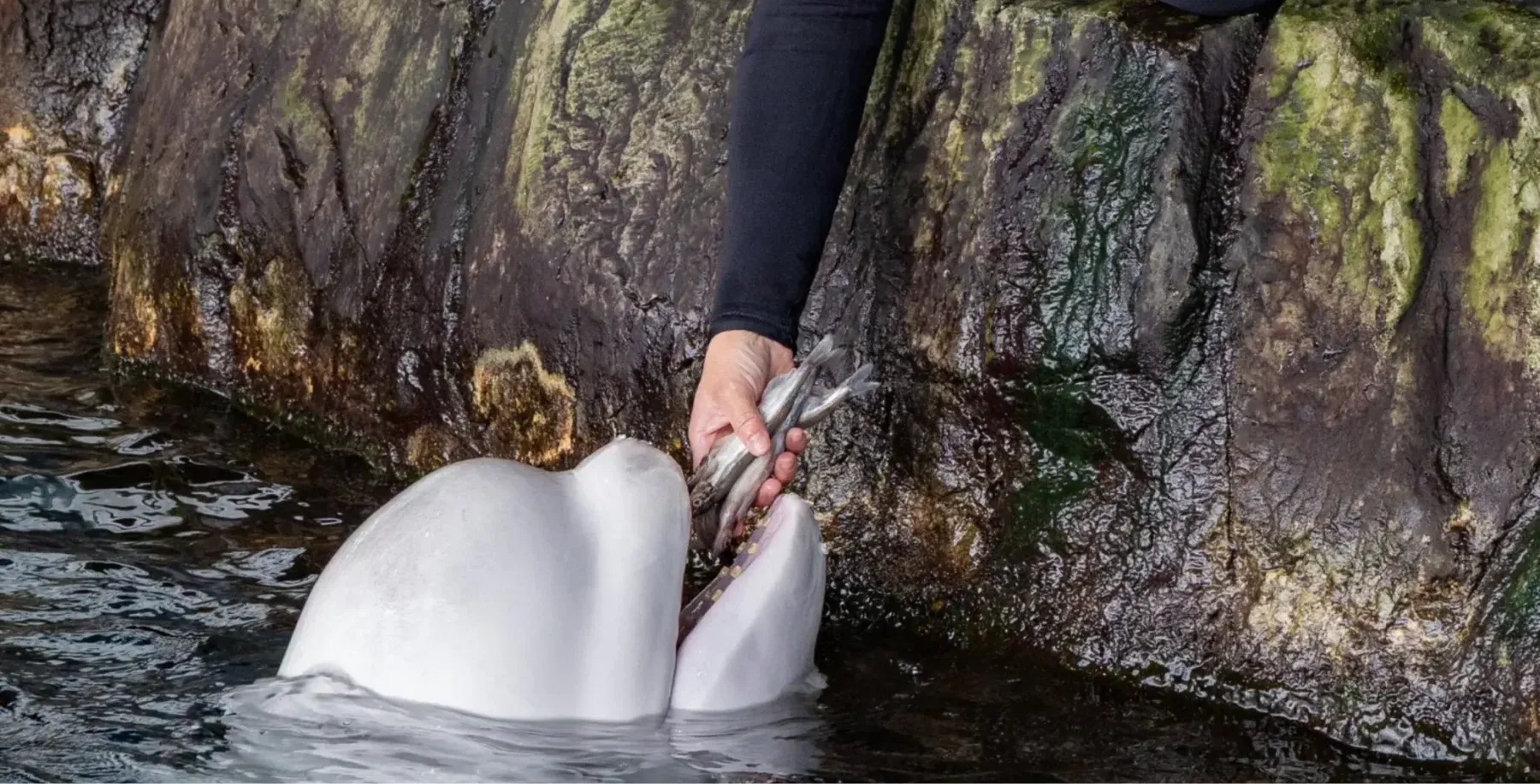 ‘That’s a serious failure’: Animal advocates weigh in after Marineland beluga whale dies after being moved to Chicago