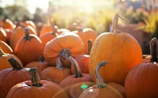 Free pumpkins, music, and treats: Pumpkin Alley pops up in Mirvish Village