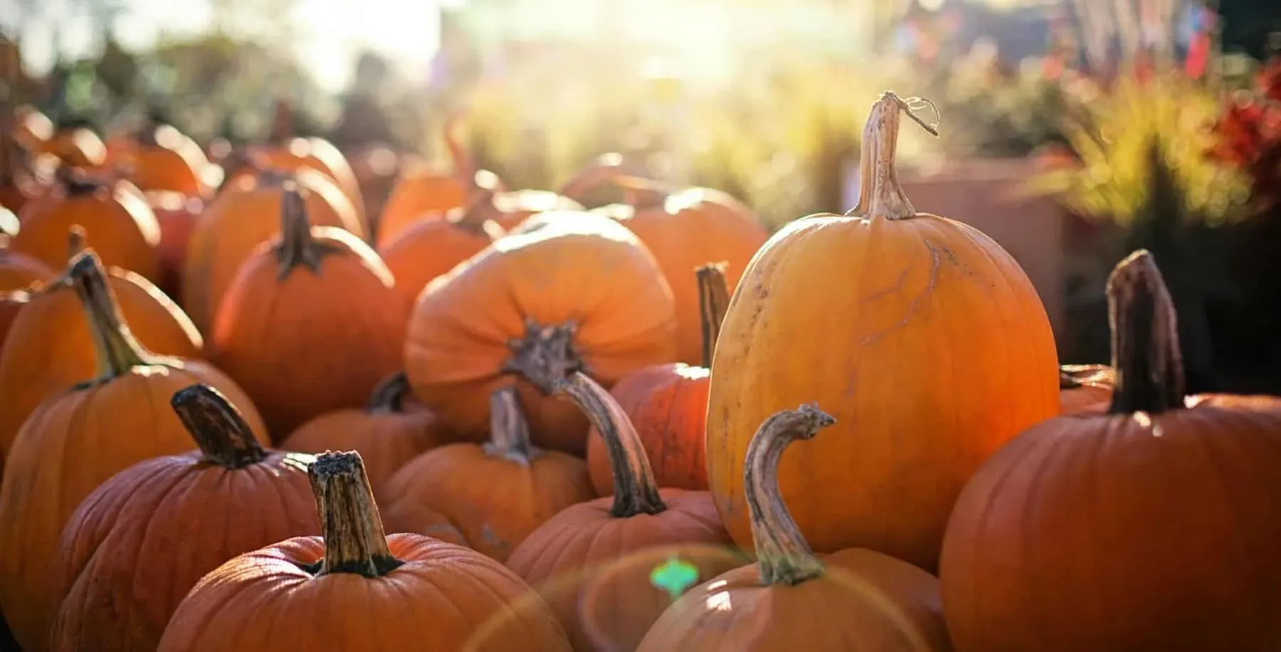 Free pumpkins, music, and treats: Pumpkin Alley pops up in Mirvish Village