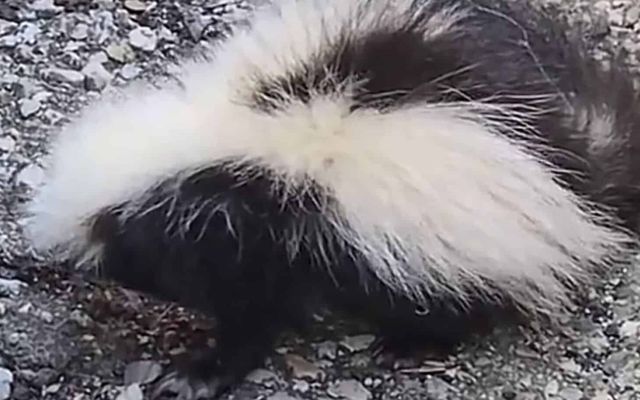 ‘I was told no one would come’: Toronto woman says City wouldn’t help sick baby skunk. Here’s what officials say