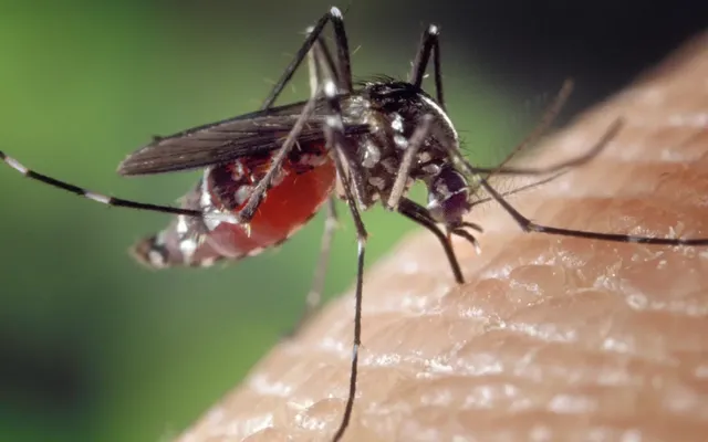 Toronto detects its first West Nile-positive mosquitoes of 2026. Here’s what you need to know