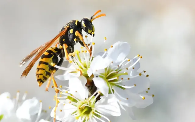 Why are wasps everywhere in late summer? A conservation expert explains