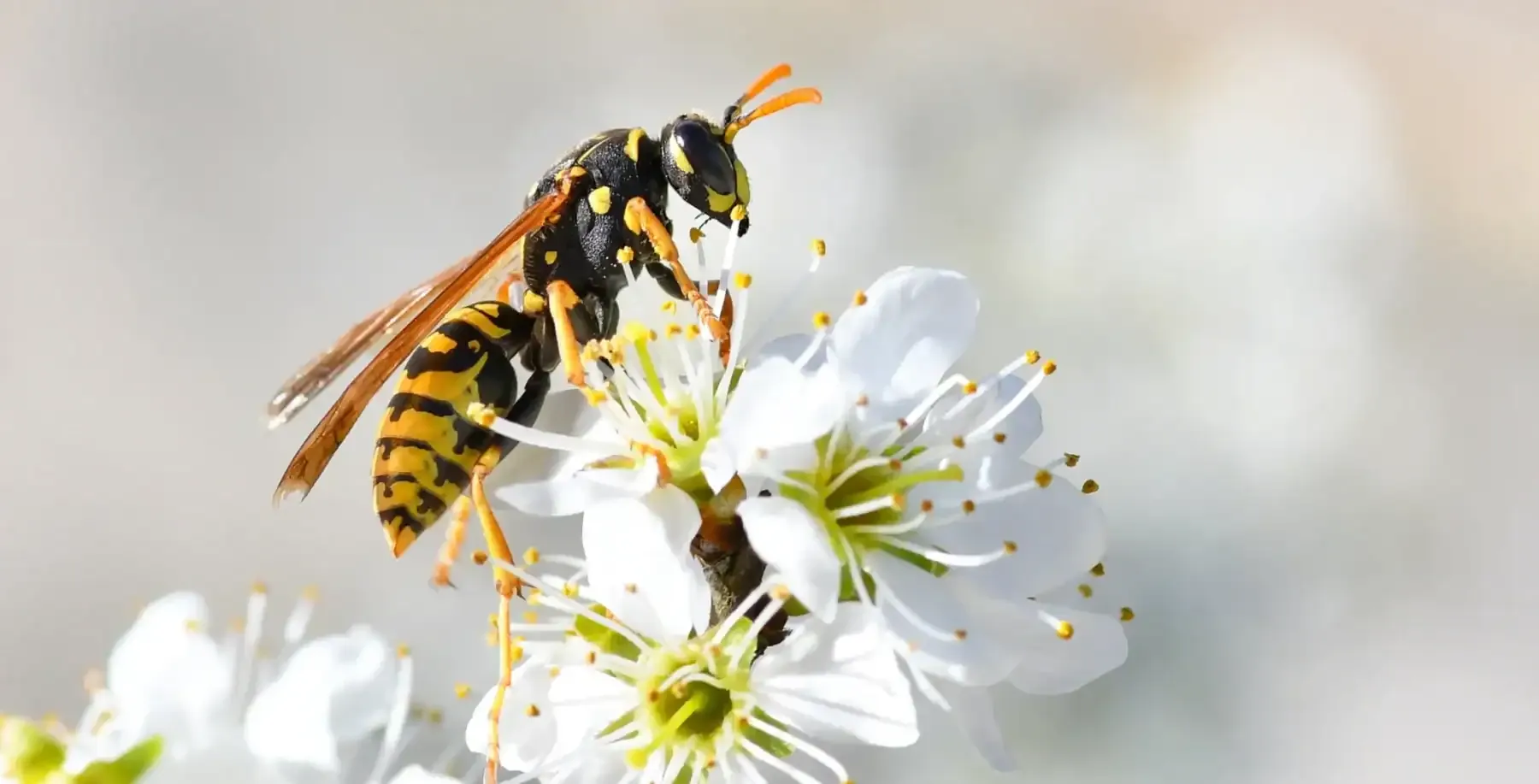 Why are wasps everywhere in late summer? A conservation expert explains