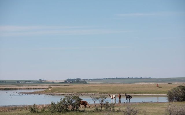 Alberta farmers can now destroy many wetlands