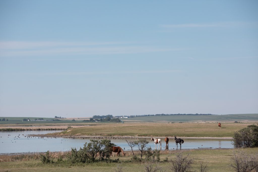 Alberta farmers can now destroy many wetlands
