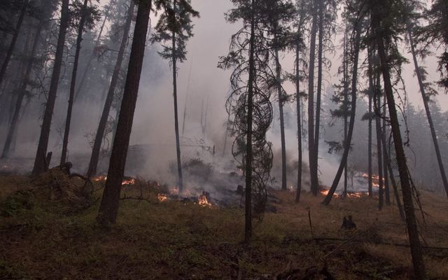 I spent years fighting wildfires. Now, I have PTSD