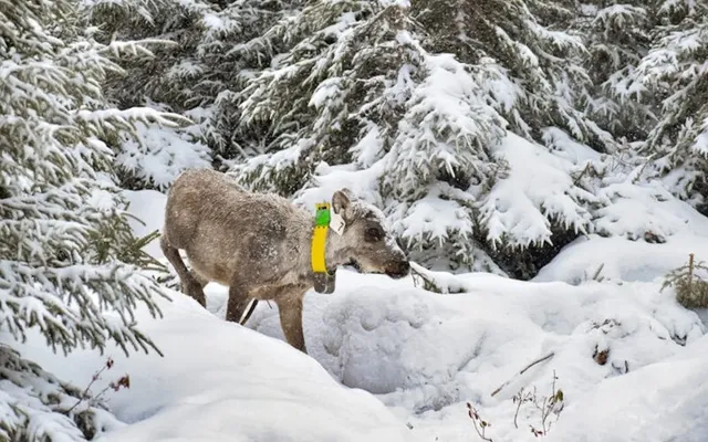 Frustrated with government inaction, Quebec First Nation takes caribou conservation fight to court